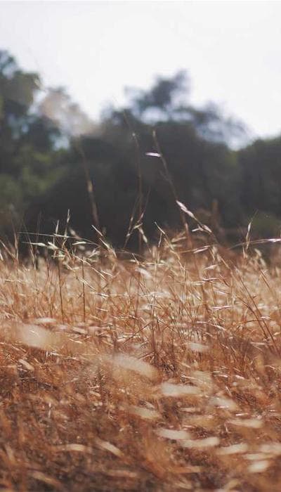 Polaron screenshot 1